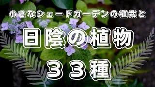 【シェードガーデン】小さなシェードガーデンの植栽と日陰の植物３３種︎日陰のガーデニングが楽しくなる花も葉も美しい宿根草や低木をご紹介します