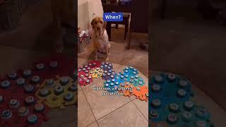 TALKING DOG wants to know WHEN? #shorts #dogshorts #talkingdog #smartdog