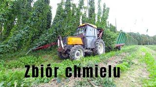 Zbiór chmielu 2019  Hopfenernte  Foto-Farmer