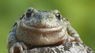 Faune et Flore : La grenouille et le crapaud - Documentaire animalier