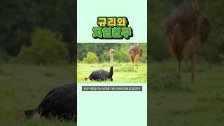 자연관찰 나는 누구일까요?ㅣExploring Nature Who am I? ㅣ타조ㅣOstrichㅣ#shorts