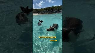 Swimming with the pigs in Exuma was a unique experience! ️ #travel #pigs #exuma #bucketlist