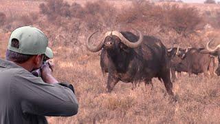 One of the finest clips of African buffalo hunting