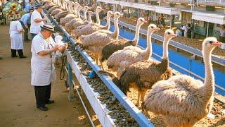 Millions of Ostriches Raised for Meat, Skin and Eggs | Ostrich Egg Harvesting Technology