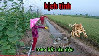 Thật lạ khi gặp cảnh mèo bắt rắn độc#hcmt