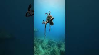 CLOSEST THING TO AN INTELLIGENT ALIEN #shorts #octopus #ocean #alien #aliens  #underwater #sea