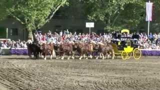 HENGSTPARADE WARENDORF 2014 - STALLION PARADE GERMANY 2014