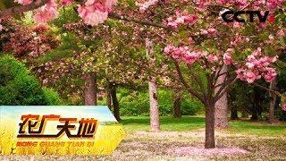 《农广天地》宝塔形身材让桃树早丰产 20190422 | CCTV农业