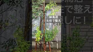 【街路樹でよく見るアレ】二脚鳥居支柱　#shorts