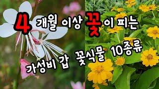 긴 개화기간을 가진 가성비 최고인 꽃식물 10종류 선정