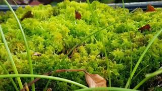 Gardening with Gabriel - Sphagnum Moss care