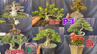 Bonsai siêu mini. Com bo 3 cây 200k. Bonsai mini Phần3. BSTCM