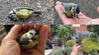 Nursing a Blue Tit back to life after it flew into my window.