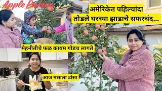 अमेरिकेत पहिल्यांदा तोडले घरच्या झाडाचे सफरचंद | Apple Harvest in America | मराठी vlog