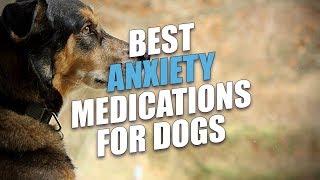 Best Anxiety Medications for Dogs