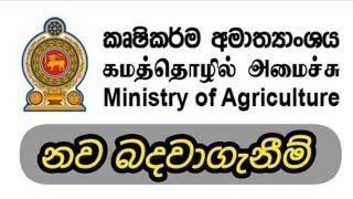 කෘෂිකාර්ම අමාත්‍යාංශයේ නව බදවාගැනිම් | Ministery of Agriculture Government Job Vacancy @jobs-guru