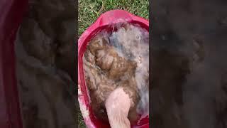 Oddly Satisfying Mud Cleaning | Revealing Hidden Treasures #oddlysatisfying #satisfying