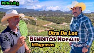 NOPALITOS, EL ALIMENTO MÁS MEXICANO cultivado por grandes hombres