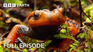 Exploring The Beauty of Shangri-La | Wild China | BBC Earth