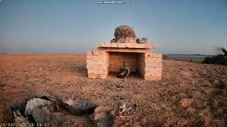 Nesting Sooty Falcon: Red Sea Egipt - wędrówki młodego i karmienie  2024 09 20