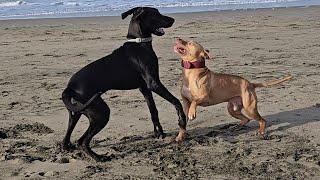 Rednose Pit Bull Versus Giant Great Dane