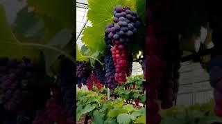 discoveries in the field of grapes #fruit #grapevine #grapegrowing #nature #grapeharvest #grape