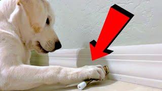 LABRADOR PUPPY VS. THE SPRING!