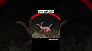 أغرب الأشياء في العالم  | الجزء الاول  #shorts