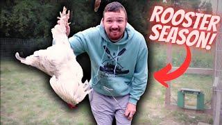 WE CAUGHT 7 ROOSTERS.... (now what do we do)