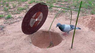 Easy Innovative Bird Trap - How To Make Pigeon Trap