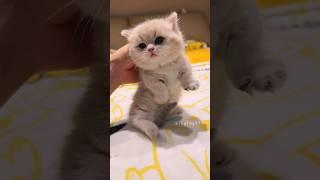 A Tiny Kitten Runs to Me – So Adorable!  #cute   #kitten   #cat   #meow