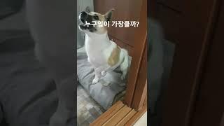 #입큰 #하품 #입큰강아지 #절세미견