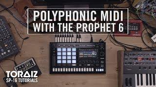 TORAIZ SP-16 Tutorials: Polyphonic MIDI with the Prophet 6