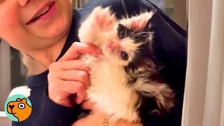 Tiny Kitten Was Sick & Abandoned, Now She’s The Princess | Cuddle Buddies