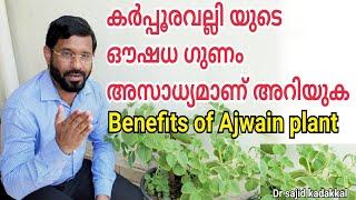 Benefits of Ajwain plant, കർപ്പൂരവല്ലി (Ajwain) എന്ന ഔഷധ സസ്യത്തിന്റെ ഗുണങ്ങൾ അസാധ്യമാണ് അറിയുക.