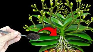 Just sprinkle 1 spoon  on the roots to care for orchids grow healthy leaves, roots and flowers.