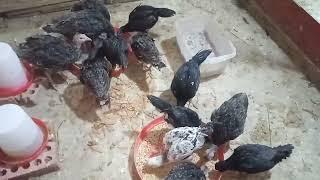اخرنداءلطياره الدوحه