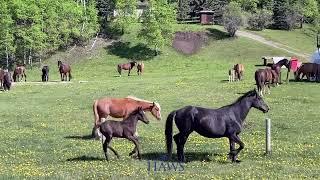 "Alberta's Wild Horse Territory: Watkins & Grizzly in Action!"