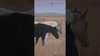 Удивительные факты о лошадях