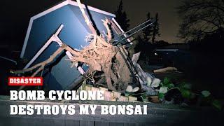 Total Disaster! PNW Bomb Cyclone Destroys my Bonsai and Backyard!