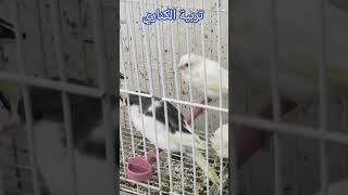 طائر الكناري.تغريد الكناري.canàrio canto.canary bird.chant canari.pájaro.تربية الكناري.تزاوج الكناري