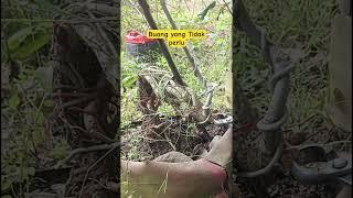 Making bonsai highlight the roots #shorts#bonsaistyle #bonsaitree #shortsfeed #shortvideo #story