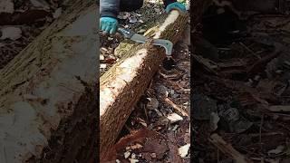 Build primitive Bushcraft Shelter: Fiskars Machette skills🪓️ #PrimitiveSkills #WildernessLiving