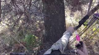 POV Bull Elk - Fred Eichler Garmin VIRB