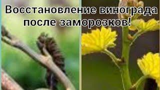 Как восстановить виноград после заморозков и при этом получить урожай!