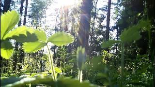 Звуки природы. Утро в лесу, пение птиц / Sounds of nature. Morning in the forest. Birdsong