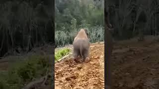 Baby Elephant's Living His Best Life