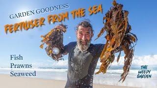 FERTILISER | FREE FERTILISER FROM THE SEA: Making plants powerful using seafood scraps