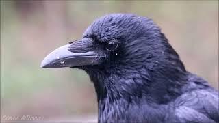 Crow Taking Food From My Hand (April 2023) - Making Friends With Crows