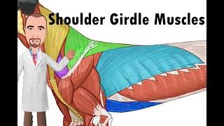 Shoulder Girdle Muscles of the dog